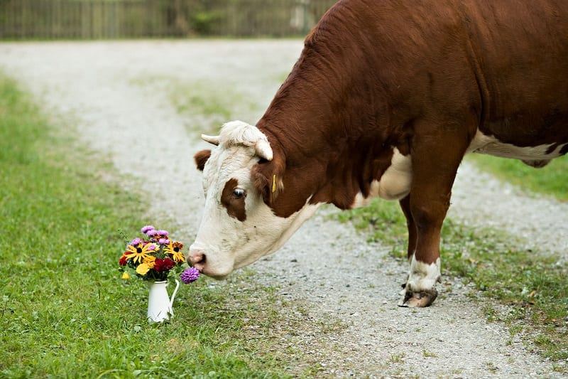 Bergmann Fotografin Muenchen Herzogstr.56 80803 Muenchen 089 / 21 54 35 94